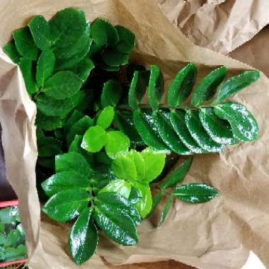 ZZ Plant