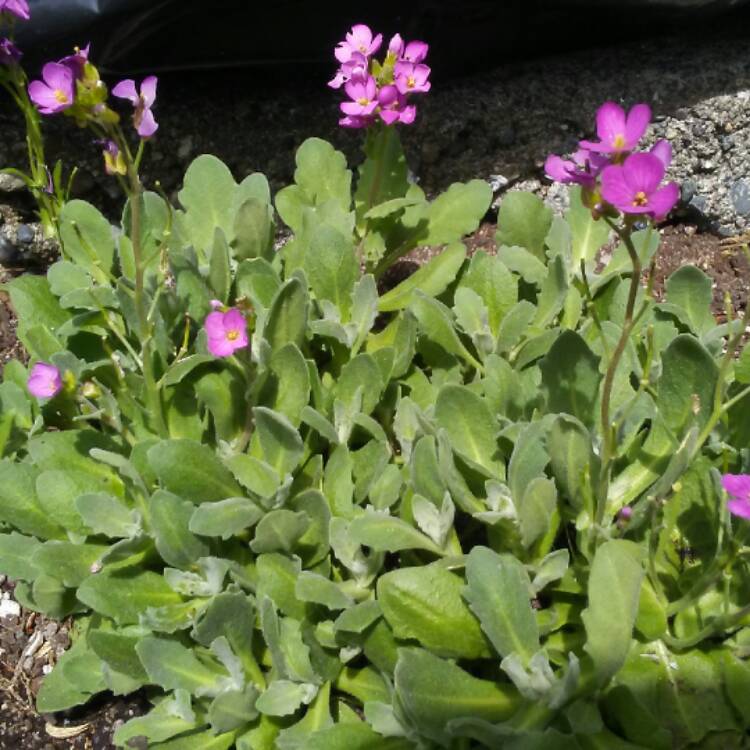 Plant image Arabis caucasica