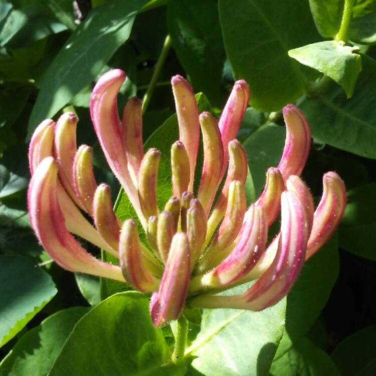 plant image 437859