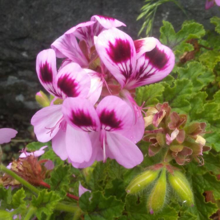 Plant image Pelargonium 'Royal Oak'