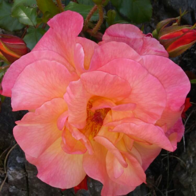 plant image 444129 plant image 444129