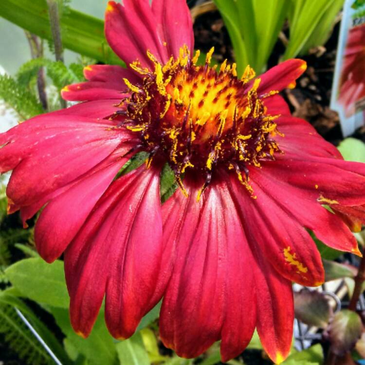 Plant image Gaillardia x grandiflora 'Burgunder' syn. Gaillardia 'Burgunder', Gaillardia x grandiflora 'Burgundy', Gaillardia 'Burgundy'