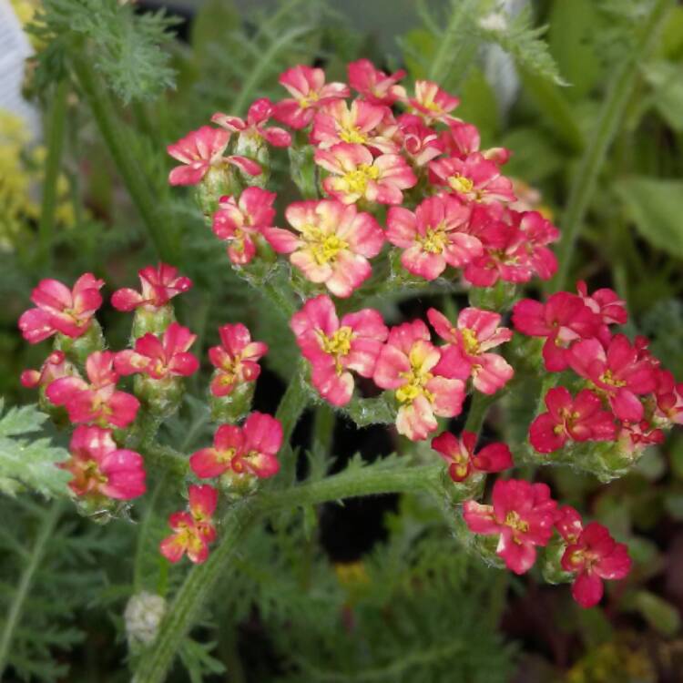 Plant image Achillea millefolium 'Paprika'