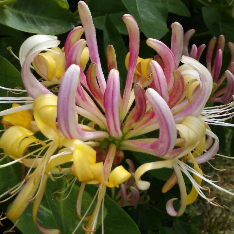 Plant image Lonicera periclymenum 'Belgica'