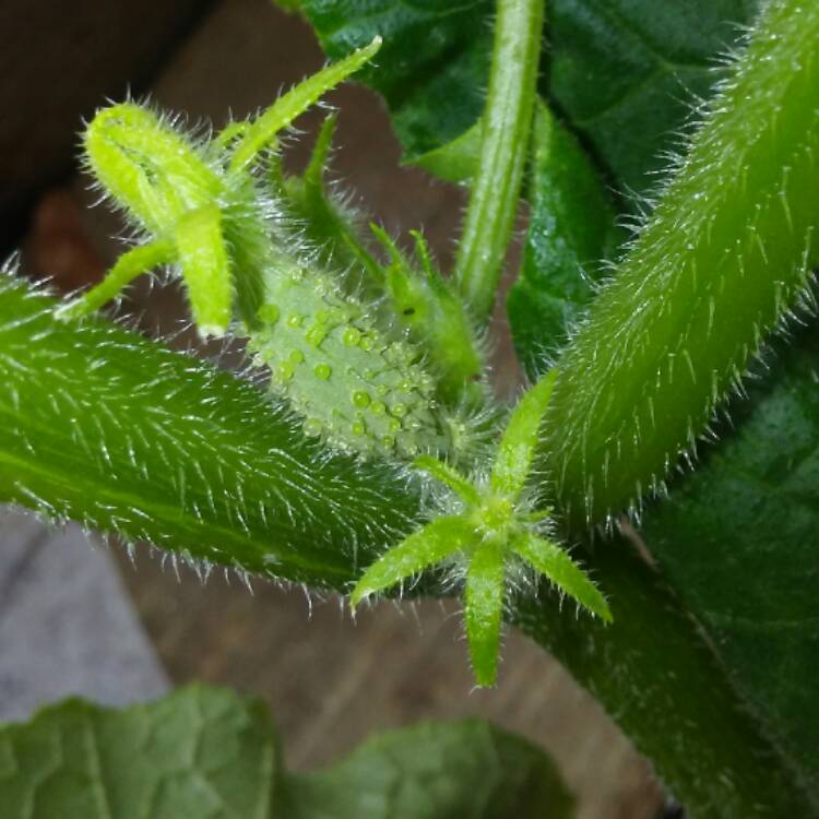 plant image 446096