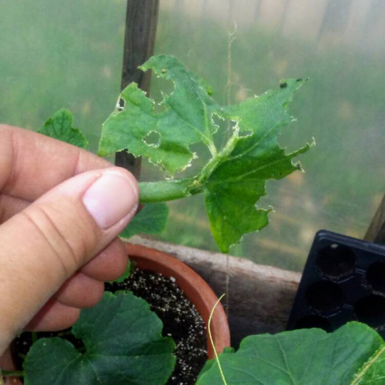 plant image 454341