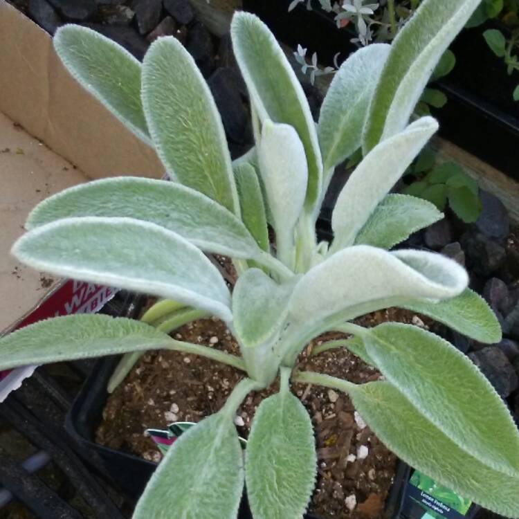 Plant image Stachys byzantina 'Big Ears'