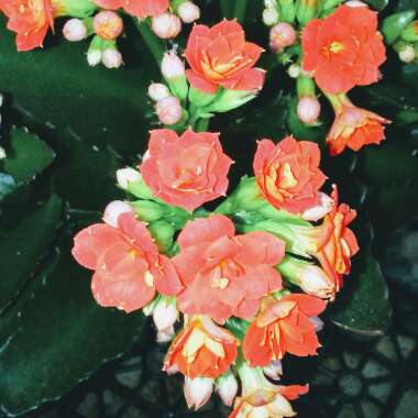 Kalanchoe blossfeldiana 'orange'