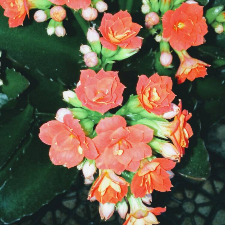 Plant image Kalanchoe blossfeldiana 'orange'