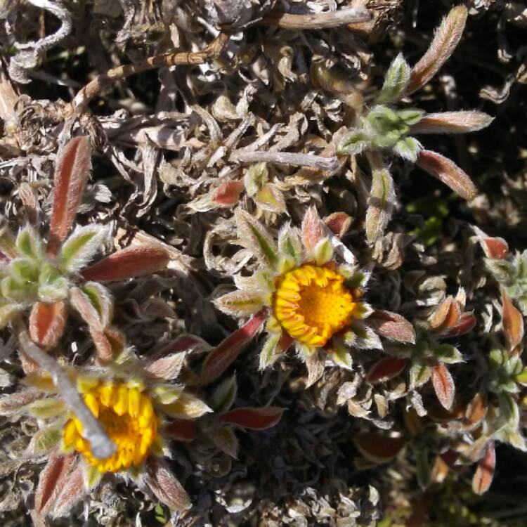 plant image 459013