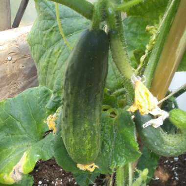Cucumis sativus 'Parisian Pickling'