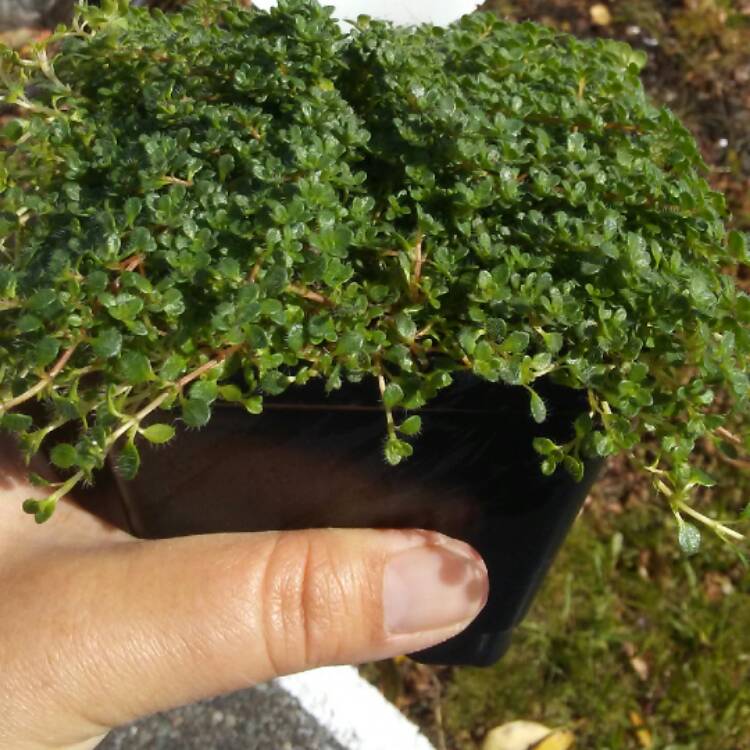 Plant image Thymus Serpyllum 'Elfin'