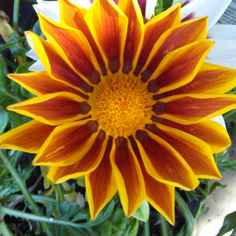 Plant image Gazania 'Daybreak Red Striped'