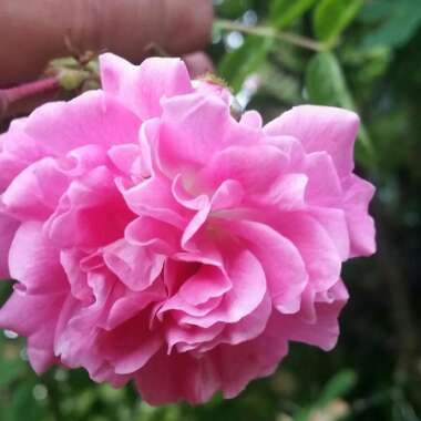 Rosa (Climbing)