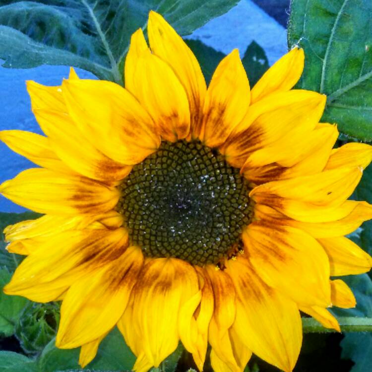 plant image 507855