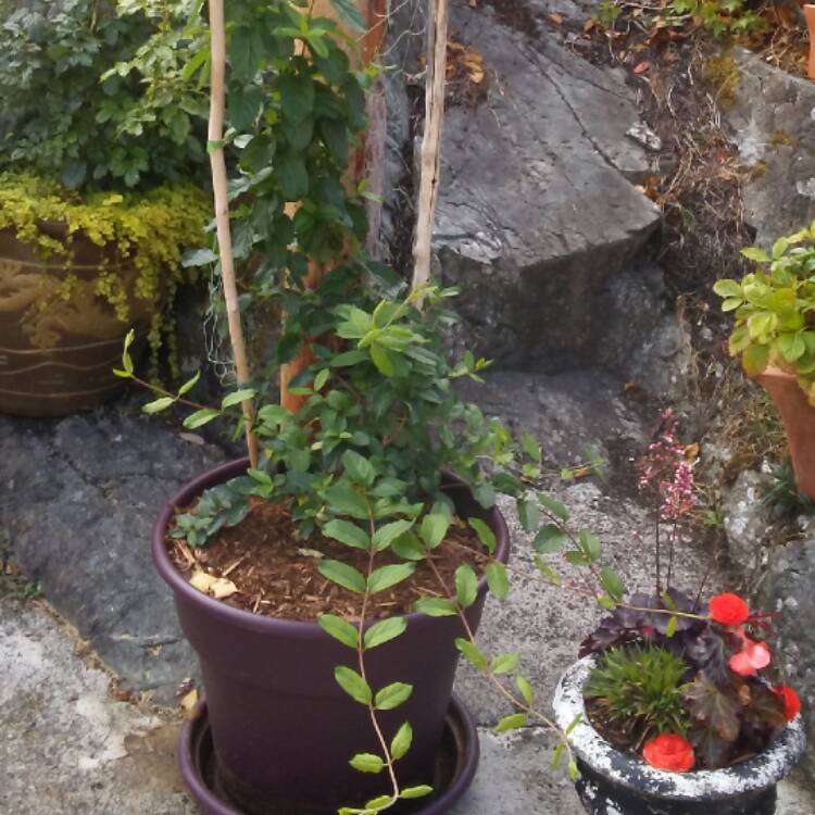Plant image Lonicera japonica 'Hall's Prolific'