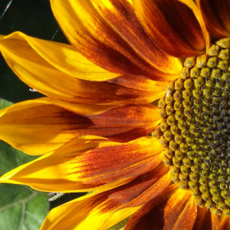 plant image 543001