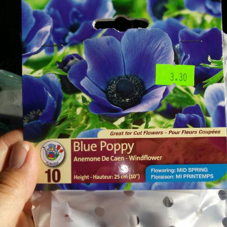 Plant image Anemone coronaria De Caen Blue