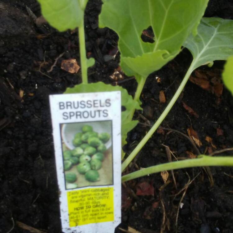 plant image 551290