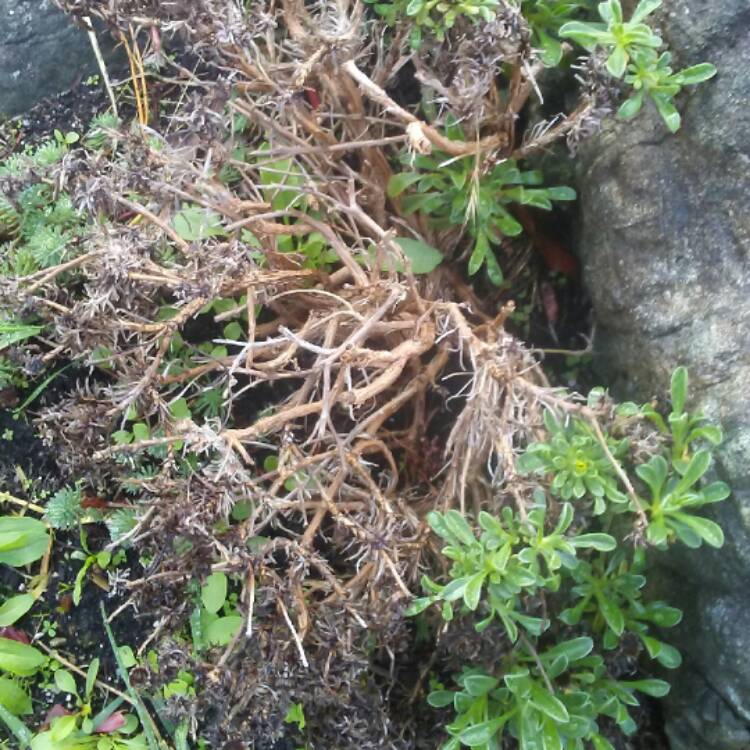 plant image 565240