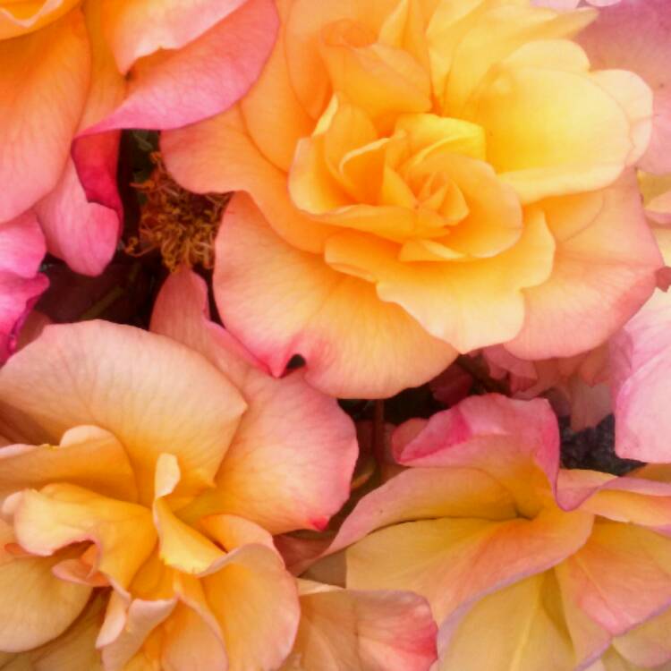 Plant image Rosa 'Westerland'