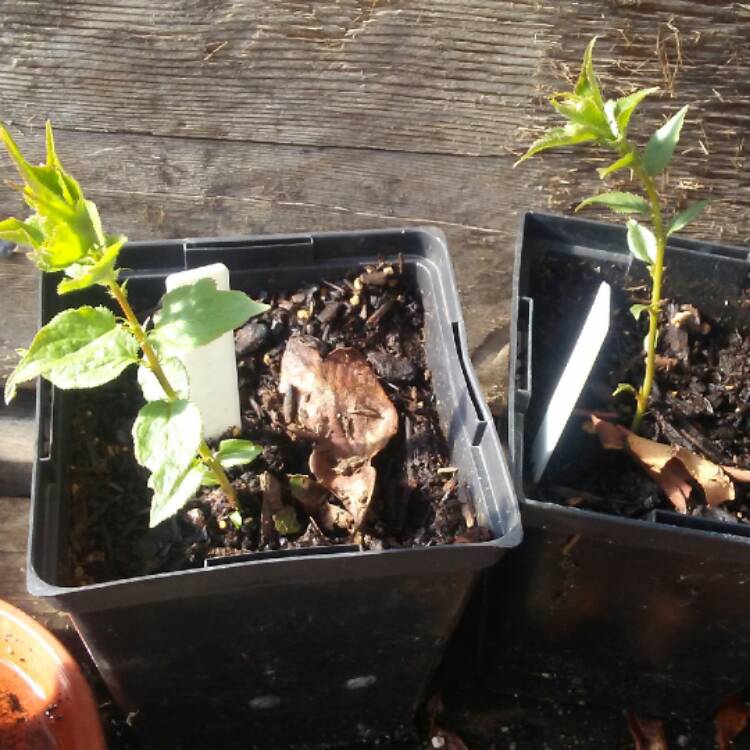 plant image 633385