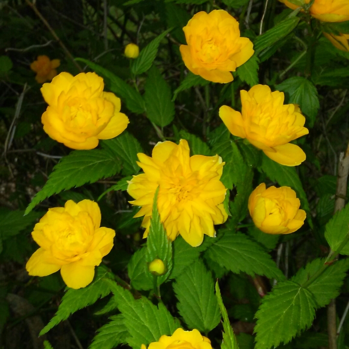 Plant image Kerria japonica
