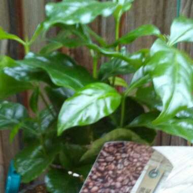 Arabica Coffee Tree