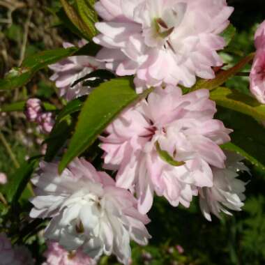Flowering Almond