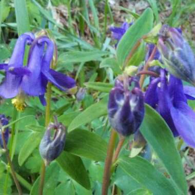 Columbine
