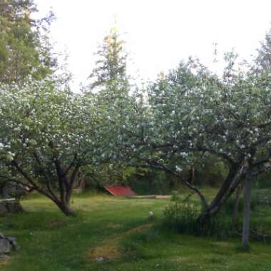 Yvonne's garden