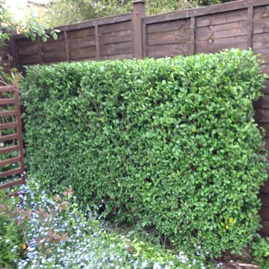 Rodel's garden