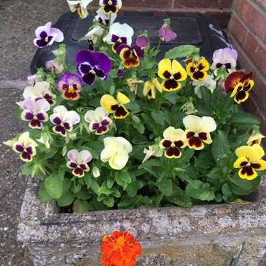 Pansy 'Historic Florist Pansies Mixed'