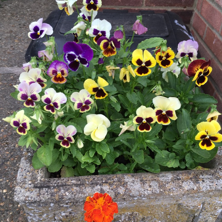Plant image Viola x wittrockiana 'Historic Florist Pansies Mixed'