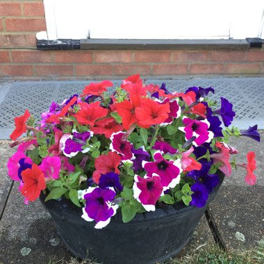Petunia
