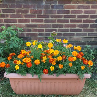 Marigold