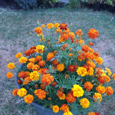 Marigold