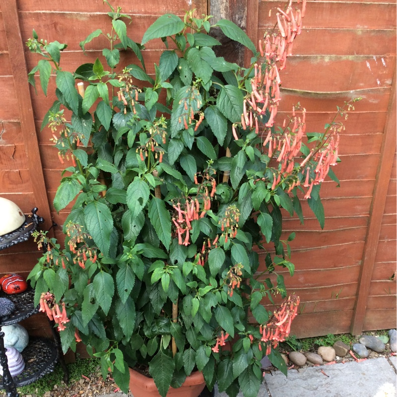 Plant image Fuchsia triphylla 'Thalia'