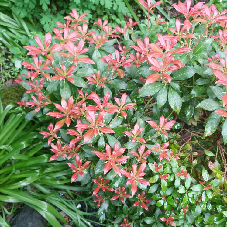 Plant image Pieris japonica 'Little Heath'
