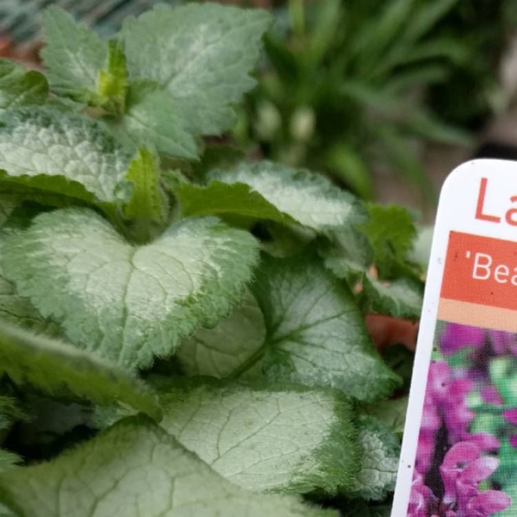 Plant image Lamium 'Maculatum' Beacon Silver'