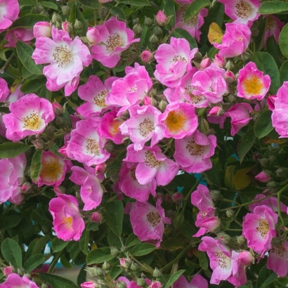 plant image 551131