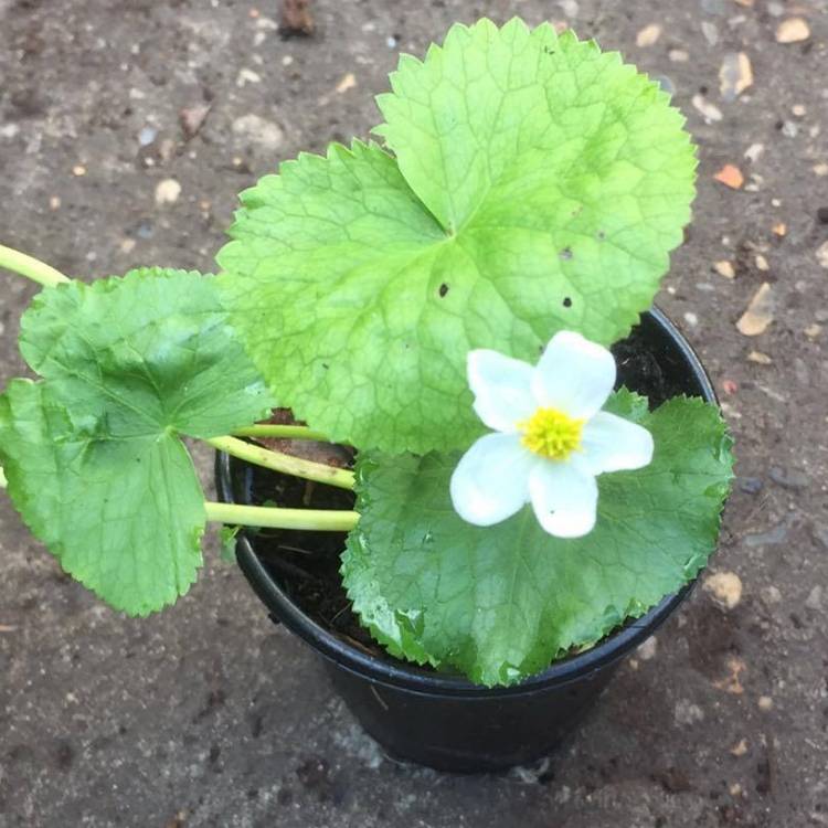 Plant image Caltha Palustris Alba