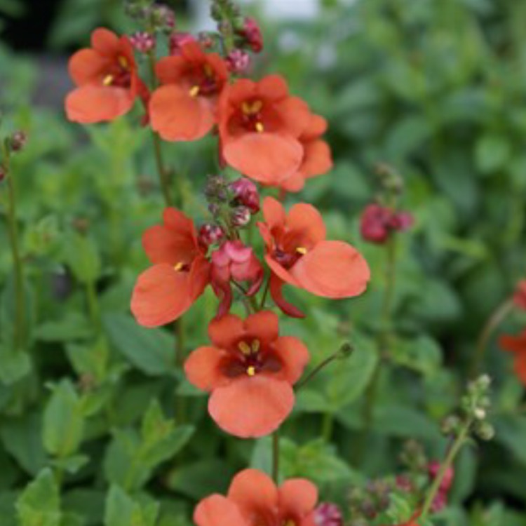 Plant image Diascia