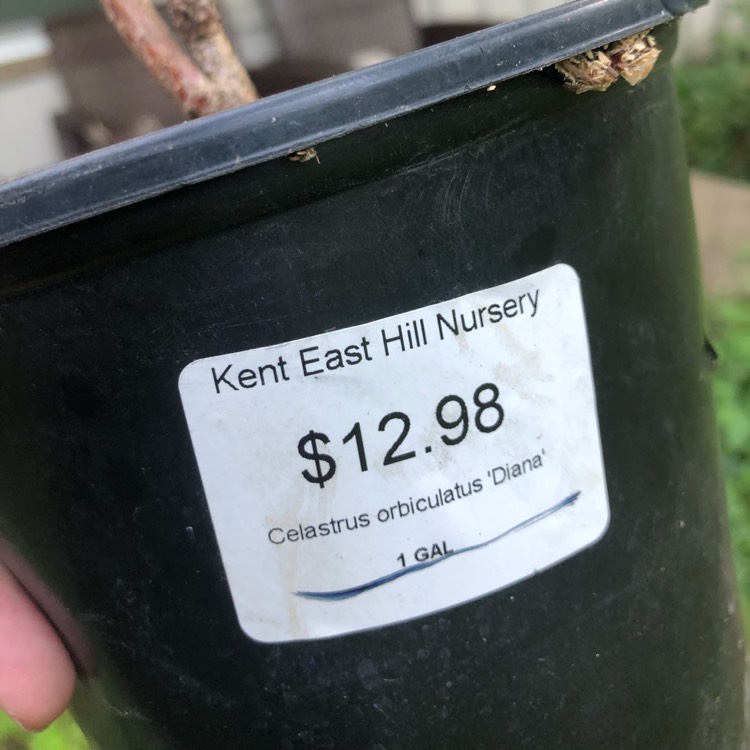plant image 1075048