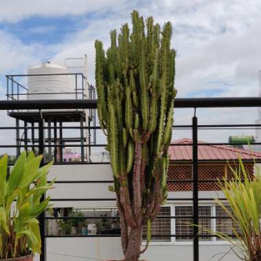 Euphorbia Trigona