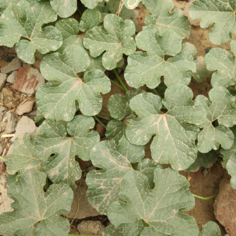 Plant image Cucumis Melo