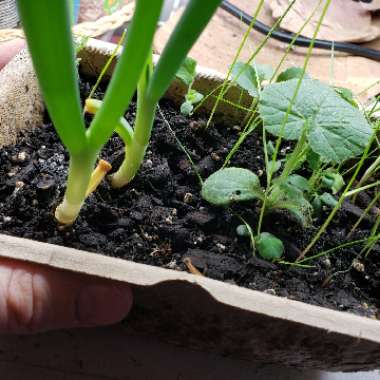 Squash 'Acorn'