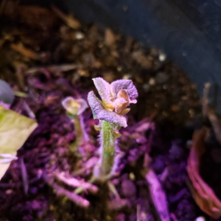plant image 1207005