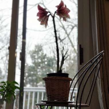 Hippeastrum (Amaryllis)