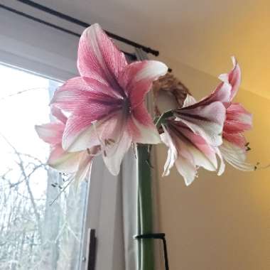 Hippeastrum (Amaryllis)